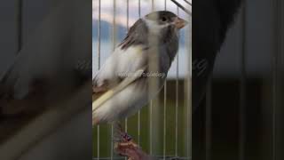 Download lagu Spanish Timbrado Original Blue-White Canary Singing mp3