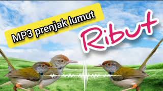 Download lagu MP3 PRENJAK LUMUT RIBUT AMPUH MEMANGGIL  PRENJAK LUMUT LIAR mp3 Download lagu MP3 PRENJAK LUMUT RIBUT AMPUH MEMANGGIL  PRENJAK LUMUT LIAR mp3