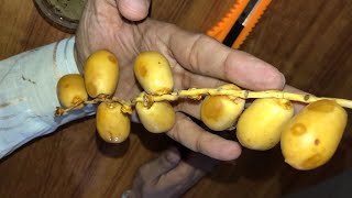 How to Plant & Grow Dates (Khajur) from Seeds at Home !