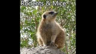 preview picture of video 'Rodent Control Kingsburg CA 93631 559-248-1155 Mice Removal'