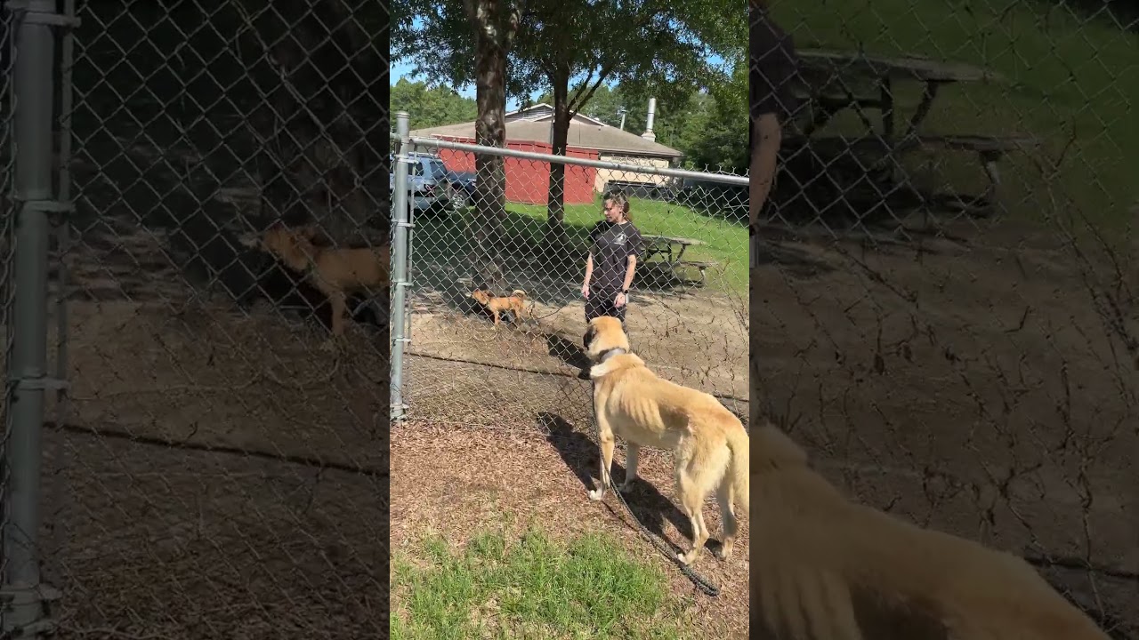 Ralph, a Adoptable Anatolian Shepherd in Richmond, VA video 6/6