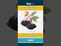 elderberry - A tiny, dark purple berry... video thumbnail