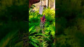 Download lagu Tilandsia ionantha #tilandsia #orchid #anggrek #tanamanhias #tanamanunik #tanamanhiasmurah mp3