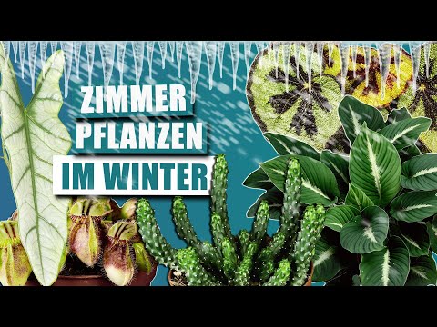 Zimmerpflanzen über den Winter bringen | Pflege Basics