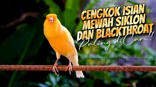 Download lagu KENARI ISIAN BLACKTHROAT DAN SIKLON GACOR EFECTIF buat MASTERAN KENARI PAUD CENGKOK MEWAH JAWARA mp3
