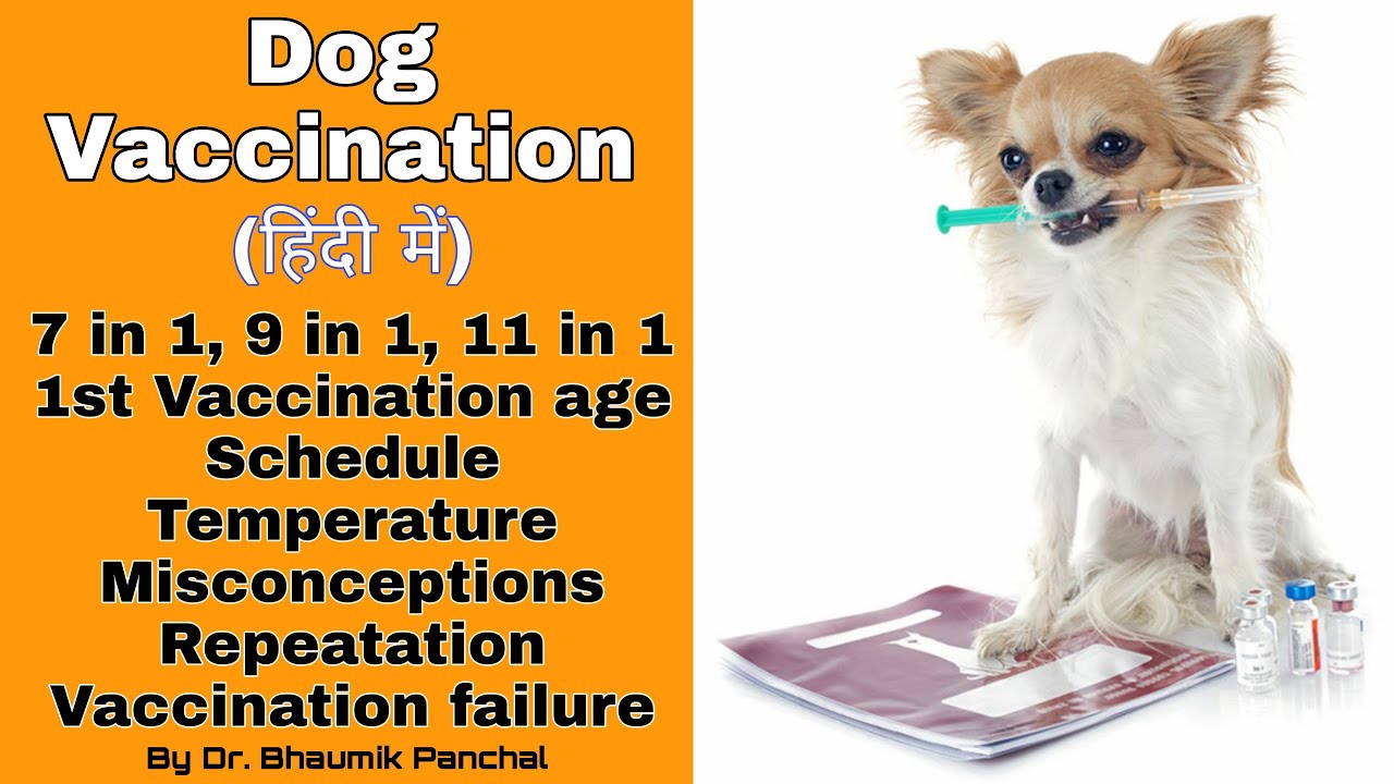 Vaccination In Dogs | 7-9-11 in 1 | Vaccination Schedule & Failure | Misconceptions | Rabies Vaccine