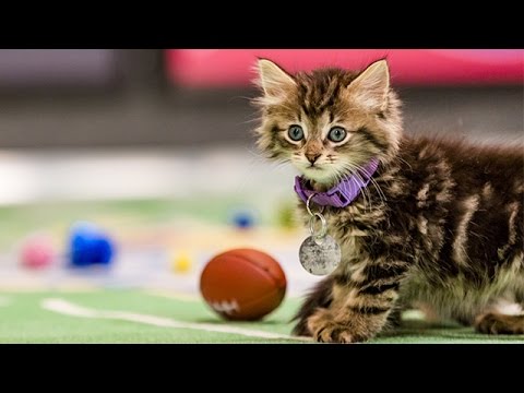 チャンピオンシップのためのフェリンズ_子猫ボウルIII (The Felines for the Championship _ Kitten Bowl III)
