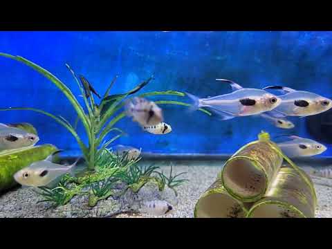 Hyphessobrycon epicharis "Charming Rosy Tetra" at The Cichlid Exchange 11.3.23