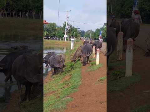 #shorts #shortvideo #animal #shortsvideo #cow