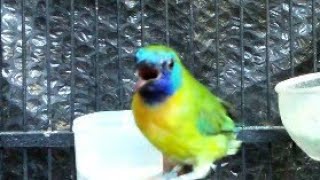 Download lagu Cucak Kinoi Gacor Full Isian || Nembak Isian Mewah mp3