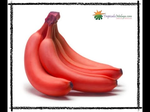 Platanera Roja (Red Dacca) - vídeo