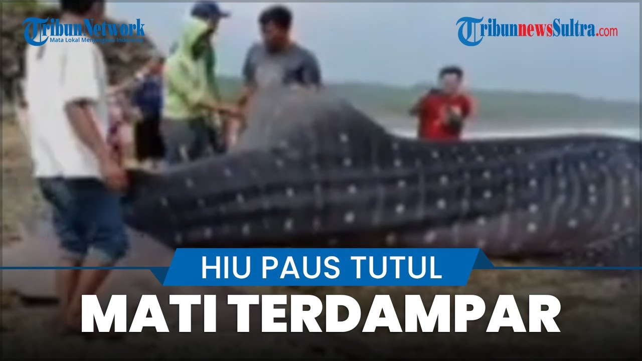 Hiu Paus Tutul Mati Terdampar di Pinggir Pantai Tasikmalaya, Para Warga