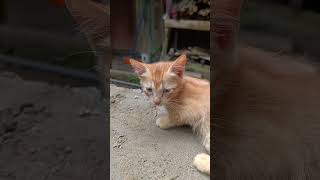 Download lagu එයාලගෙ හුරතලේ 🥰😻 | cute baby cats mp3 Download lagu එයාලගෙ හුරතලේ 🥰😻 | cute baby cats mp3
