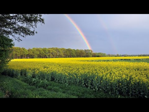 Raps - dessen Öl ist besser als Olivenöl