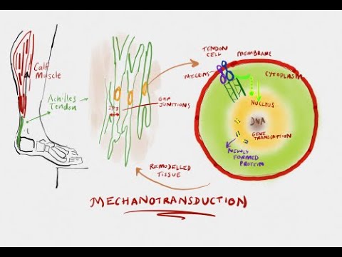Video thumbnail: understanding tendon pain and how it is treated