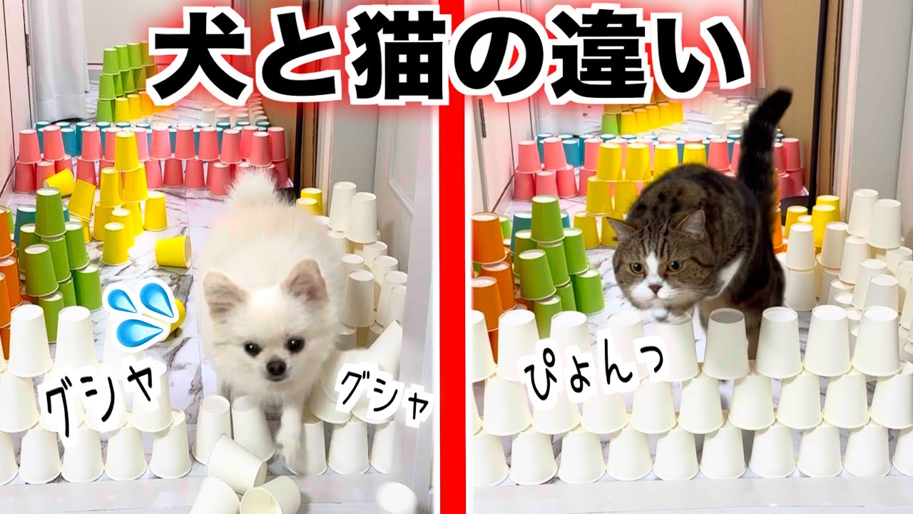 【犬と猫】紙コップチャレンジ！上手に飛べるのはどっちだ？(#にゃんてわんだふる)