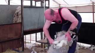 preview picture of video 'Sheep Shearing Agricultural Show Kirriemuir Angus Scotland'