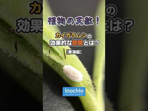 庭のコナカイガラムシの治療 黒石鹸によるコナカイガラムシの治療