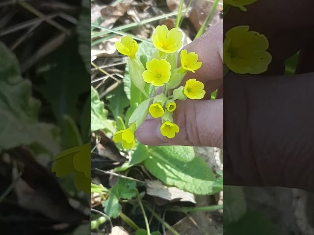 Youtube Video Youtube Video