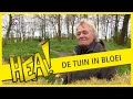 HEA! De tuin van Park Jongemastate in bloei