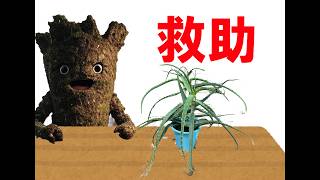 【雑談】値引きアロエを救い隊