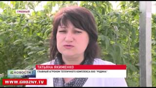 В республике увеличивается количество тепличных хозяйств