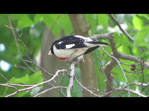 Rose-breasted Grosbeak @ Backyard 5/6/17