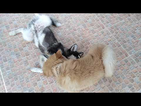 Chow Chow Dog play with Syberian Huskey