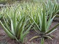 Aloe Vera Aloe Barbadensis