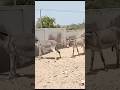 Gadha Gadhi K Sath Masti Me Animal Camel Donkeyking Cutedonkey Funny