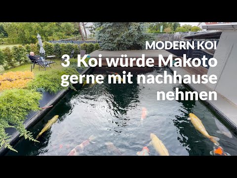 Makoto encounters brilliant Konishi Koi at Maurice's | Modern Koi Blog #7671