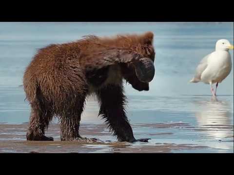 Best of video clips - 25/04/2017