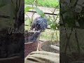 The Bat-Bird: Nature’s Weirdest Creature