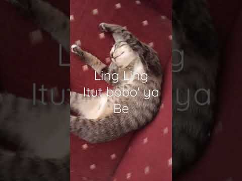 Ling Ling ikut bobo" lagi