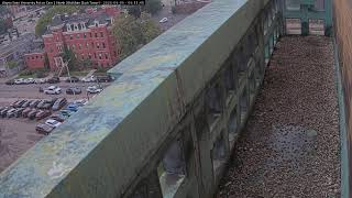 Wayne State University Peregrine Falcon Cam 2 (North) 𓅃🔰 live webcam