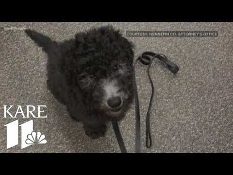 Meet the new 'emotional support' dog at the Hennepin Co. Attorney's Office