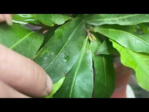 Xem lại nụ mai vàng miền Bắc sau hơn một tháng tưới phân vô cơ.