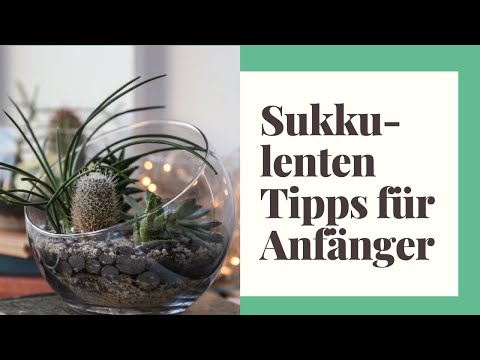 Succulent tips for beginners