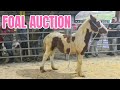 FOAL SALE AT THE HORSE AUCTION IN LLANYBYDDER