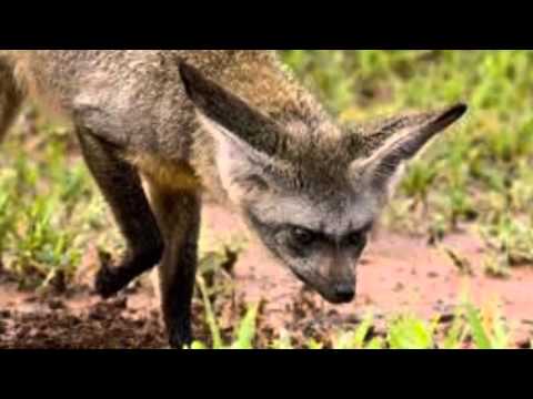 Mon film  le otocyon  megalotis ( christian ) pour vous