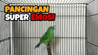 Download lagu TERAPI MASTERAN CUCAK RANTING SUARA FULL TEMBAKAN mp3