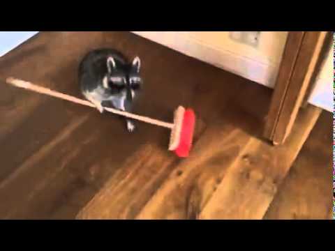 Ecco perché il procione è detto anche orsetto lavatore! vide