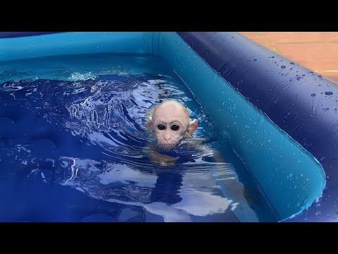 Monkey luk luxurious swimming in new swimming pool