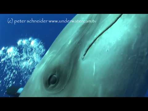 Dolphin/Touch, Rangiroa allgemein,Französisch-Polynesien