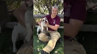 Video preview image #1 French Bulldog Puppy For Sale in Pasadena, CA, USA