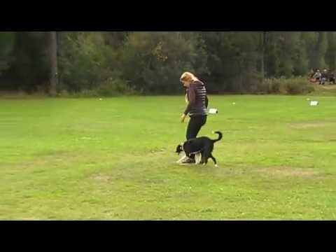 20160917 Elitklass Lydnad Haninge Bk Vallhunden Kellie