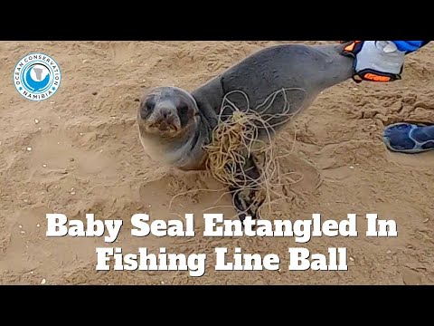 Baby Seal Entangled In Big Ball Of Fishing Line