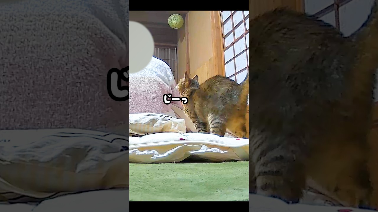 夜更かしするお母さんを寝かしつけに来る元野良猫が可愛すぎる♡ #元野良猫 #添い寝 #鳴き声