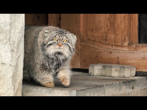 Timofey the Pallas's cat hunting @manulization