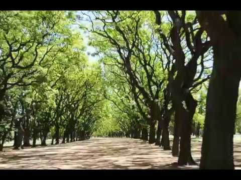 Trees in Buenos Aires, Argentina, South America!!!